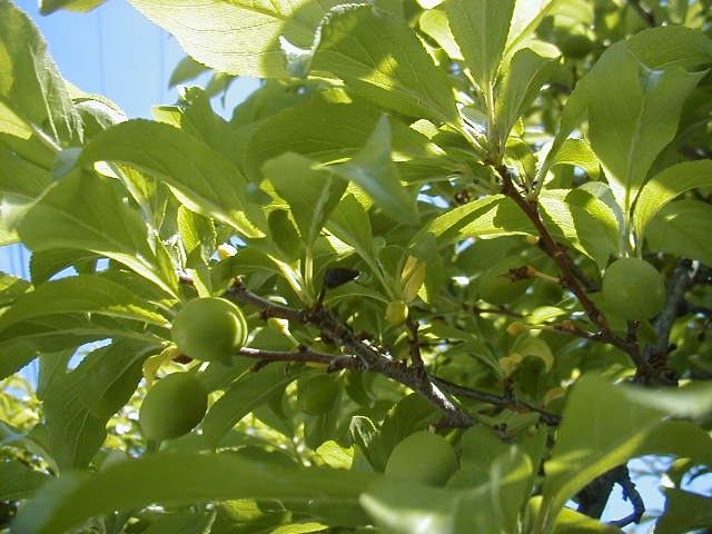 green leaves and fruit on a tree in the sunlight