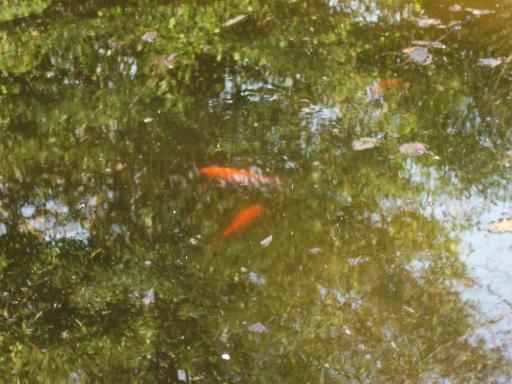 red fish swim in water on land covered in grass