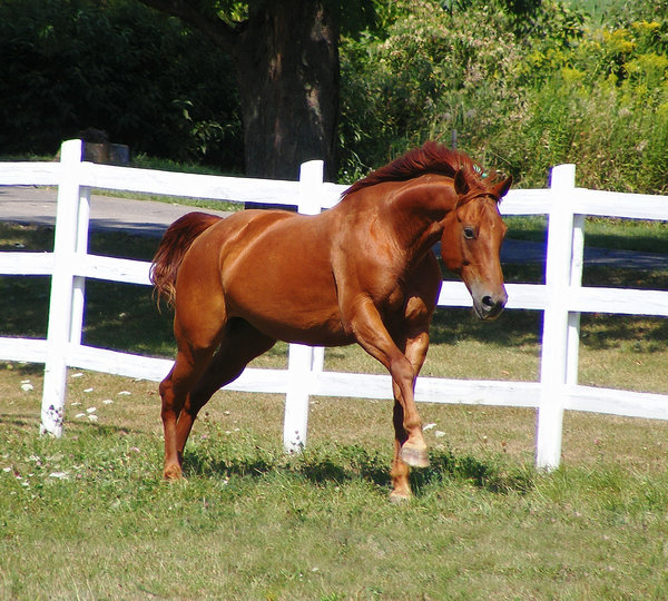 a horse in a field near a white fence