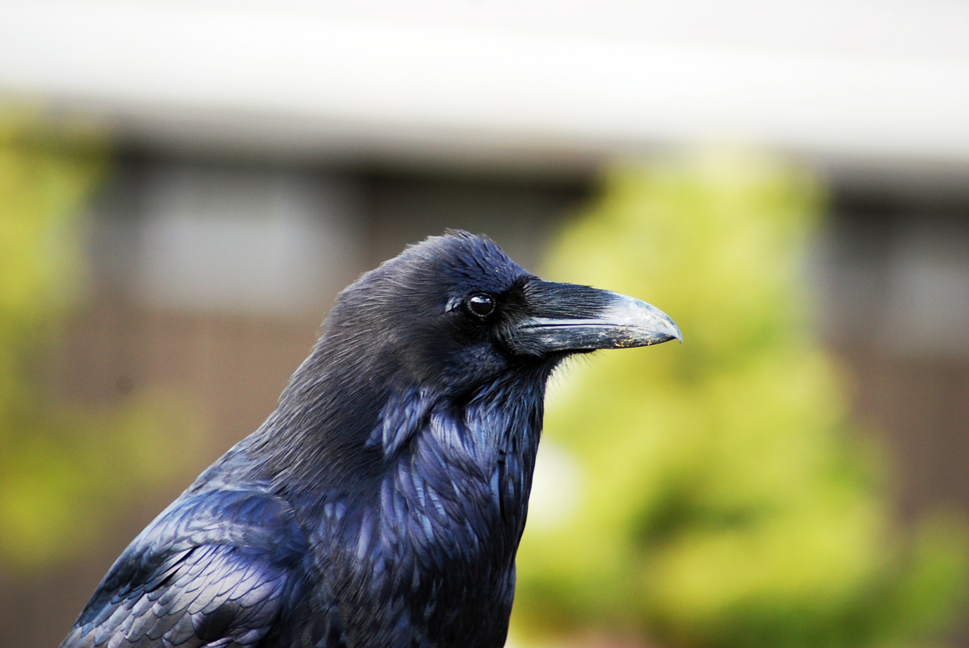 a black bird standing on top of a fence