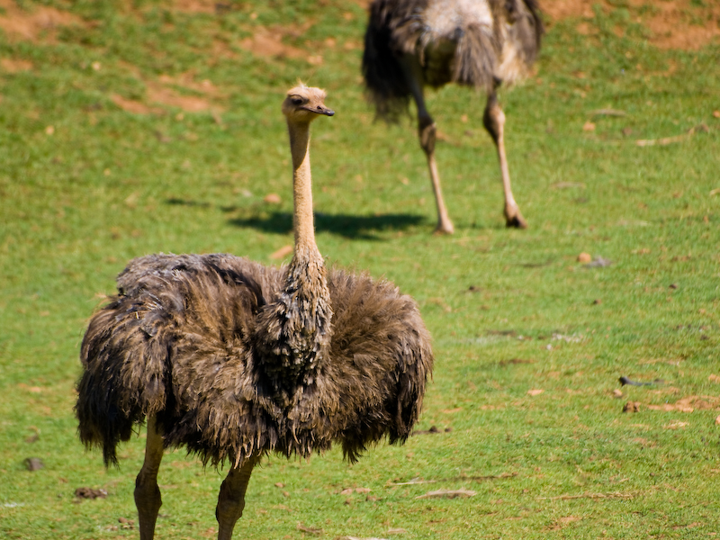 an ostrich is on the grass in front of another ostrich