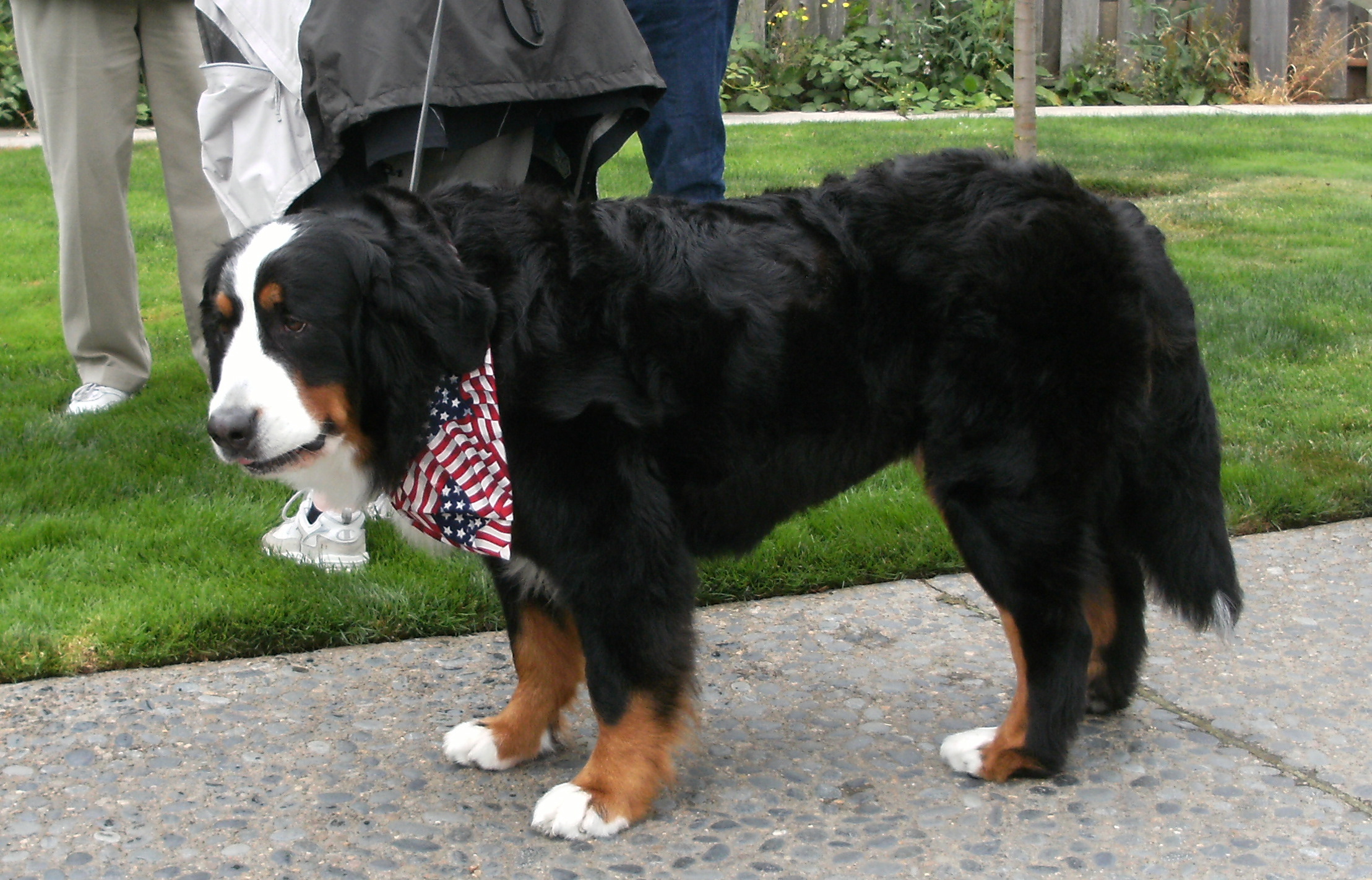 a black, brown, and white dog wearing a bandana