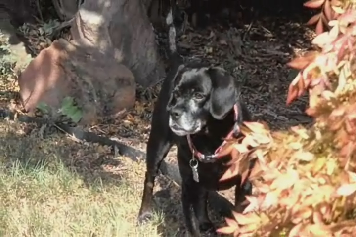 a black dog in a yard with a tree