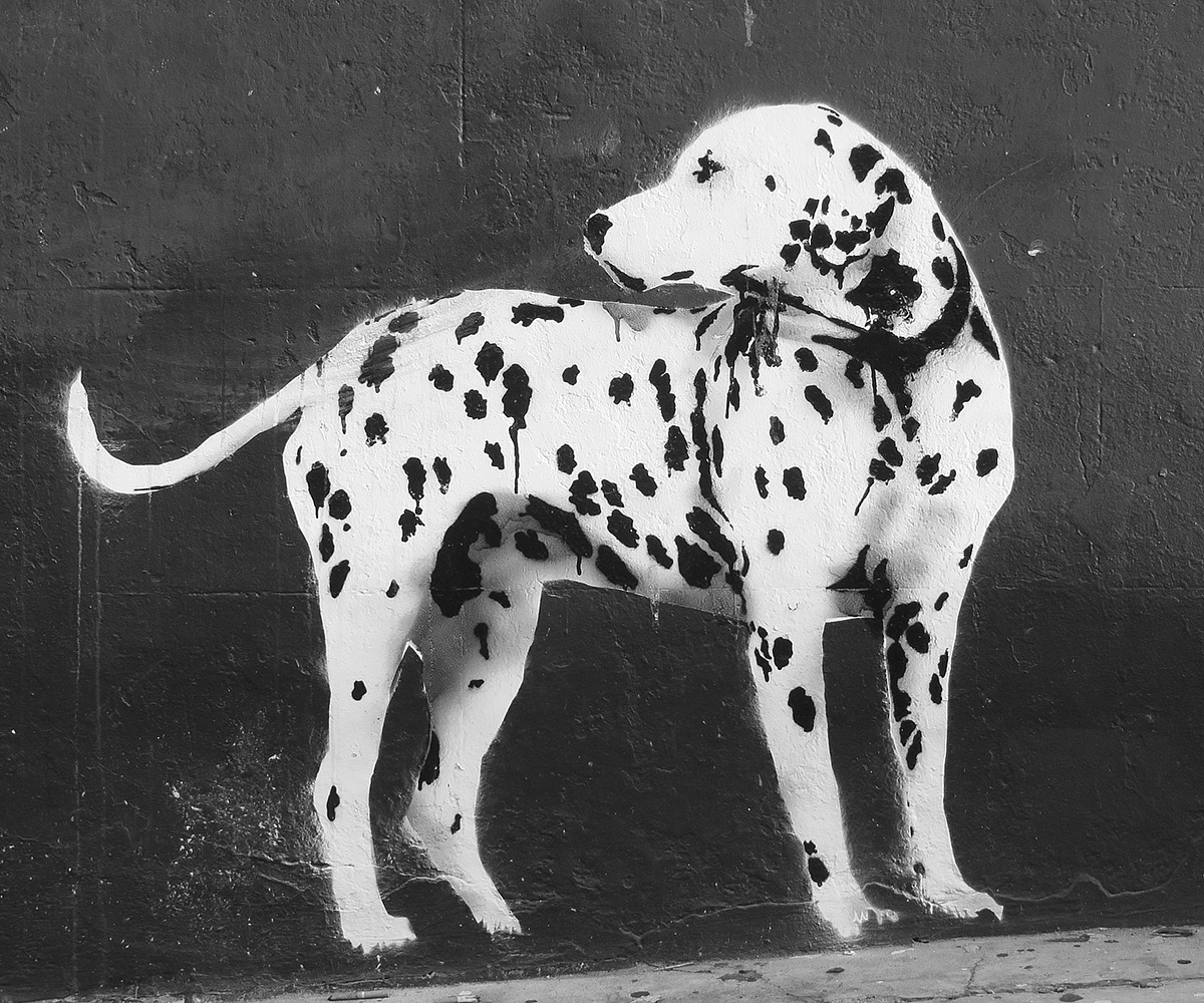 a dalmatian dog standing next to the street