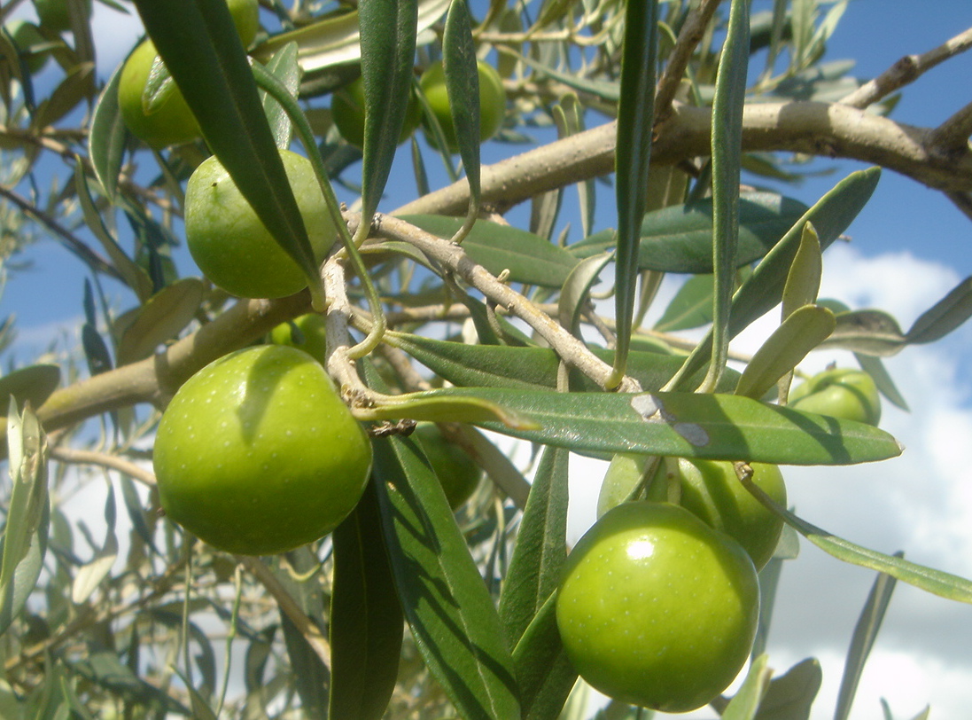 an image of olives in the tree that have been picked from
