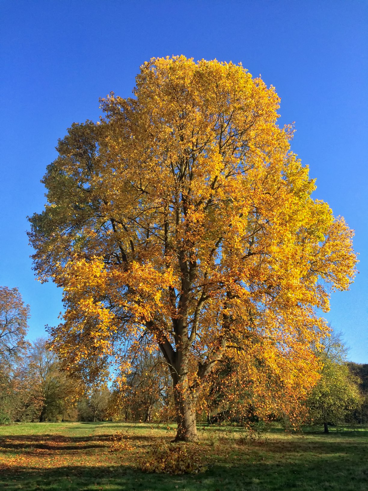 a large leafed tree is standing in the middle of an area