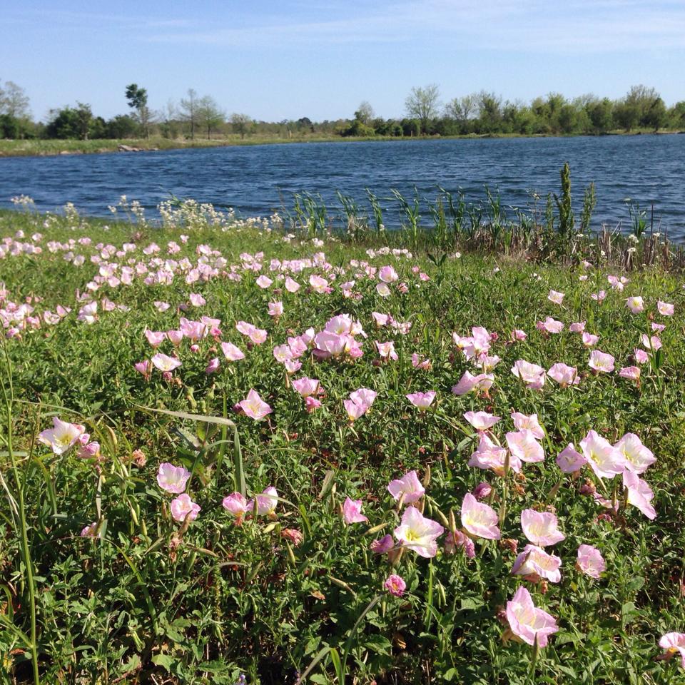 pink flowers near water and grass on sunny day