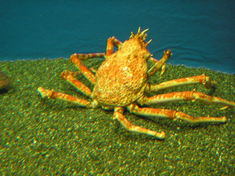 a large yellow crab in an aquarium with some small rocks