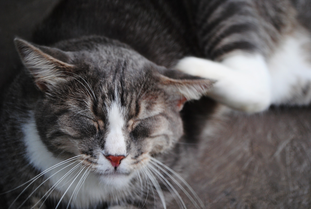 a cat with it's face slightly closed resting