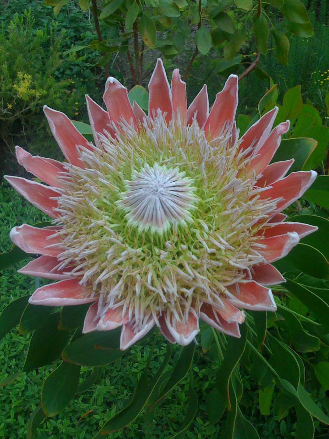 this is an interesting flower with green leaves