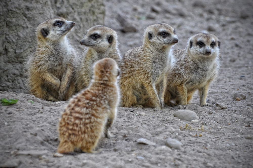 some baby meerkats looking into the camera lens
