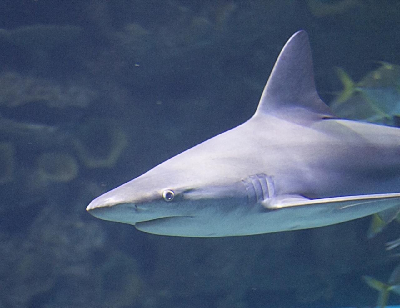 a large white shark is standing in an aquarium