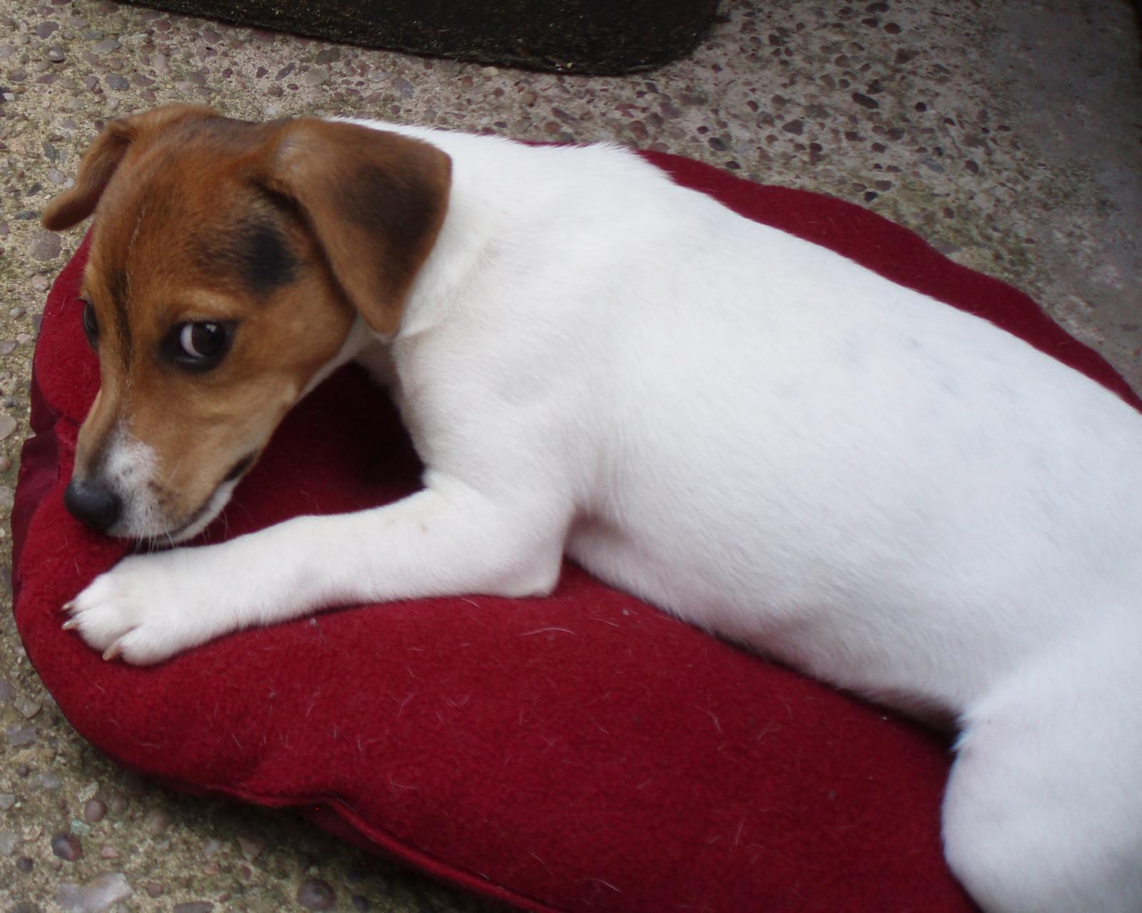 a brown and white dog is laying on red cushion