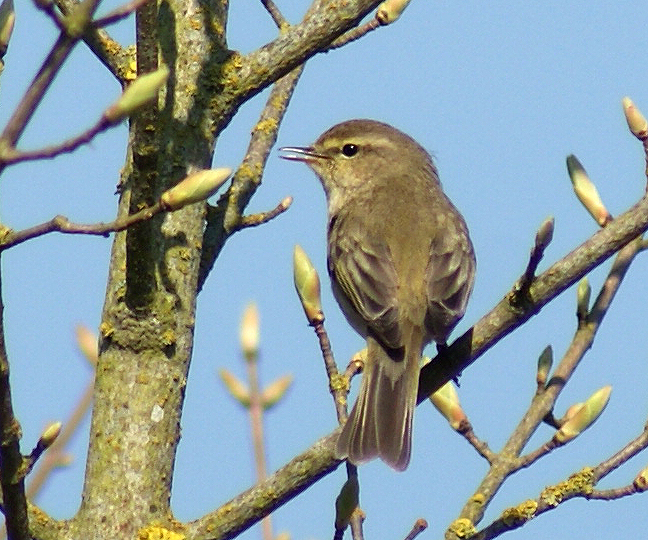 a bird sitting in a tree, surrounded by nches