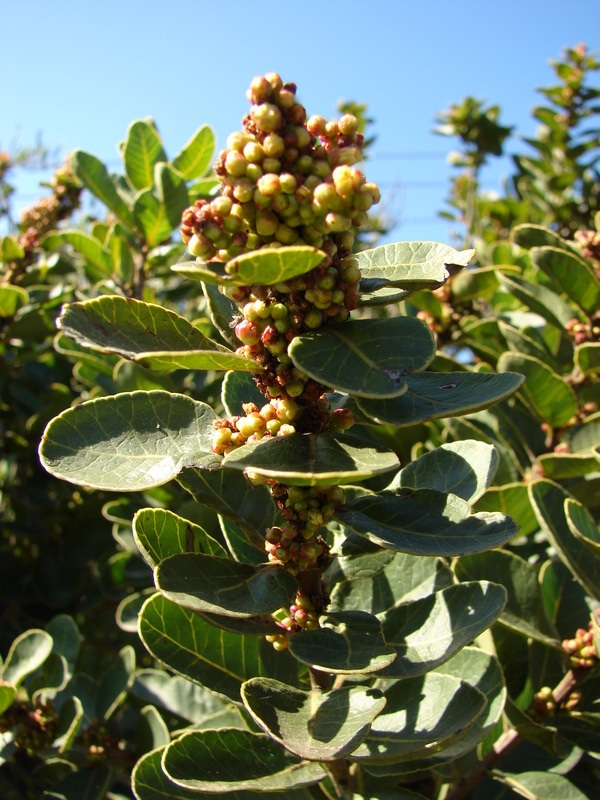 the nch of a tree with tiny green berries