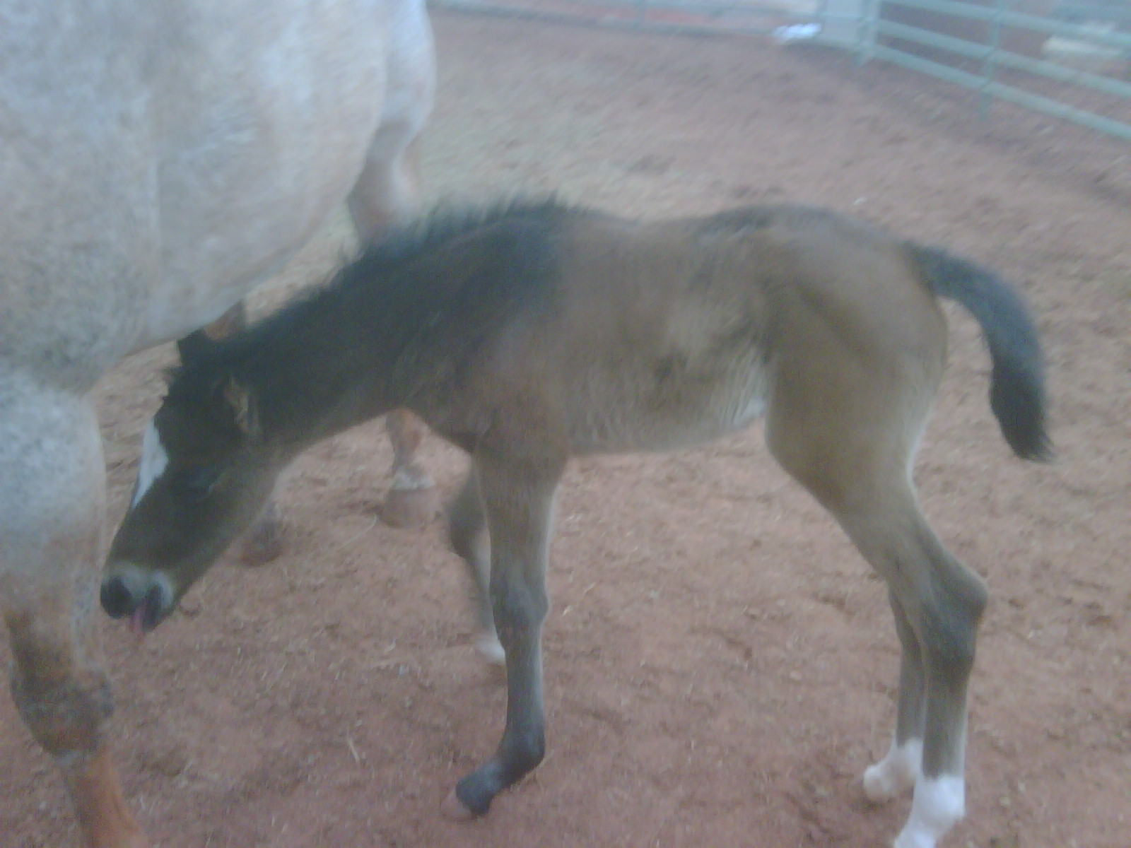 a baby horse is standing next to an adult horse