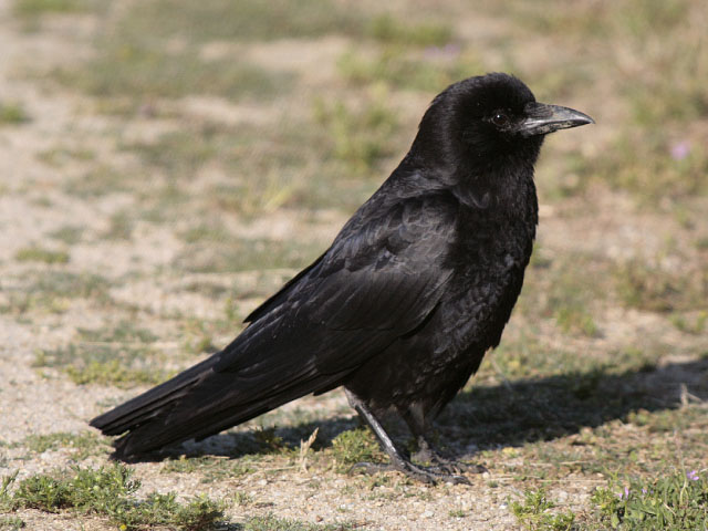 a black bird sits in the middle of the field