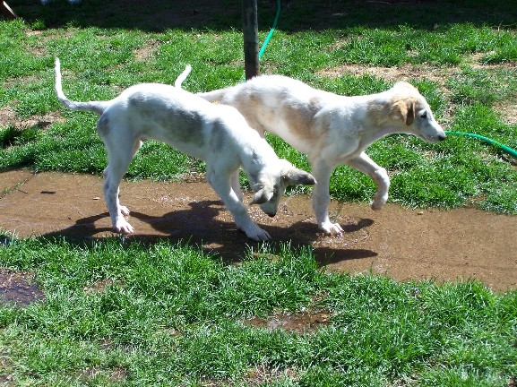 two white dogs playing with a green hose