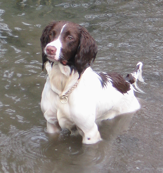 a dog standing in water next to a white and brown puppy