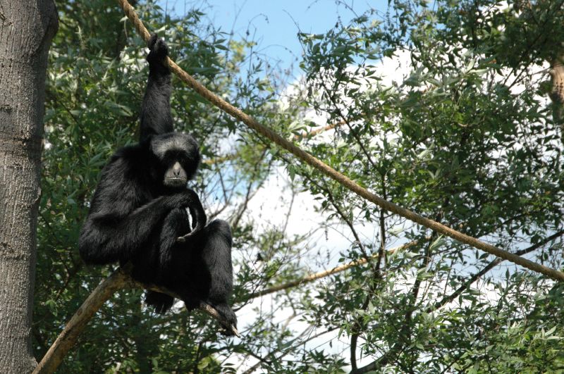 a small black monkey hanging on a rope with its head above the trees