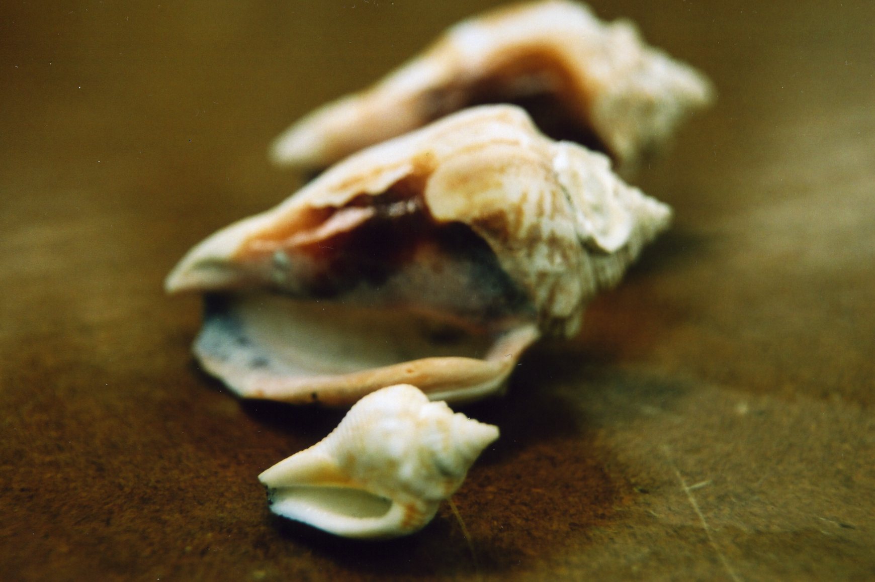 an open shell on a counter, some of which are not covered