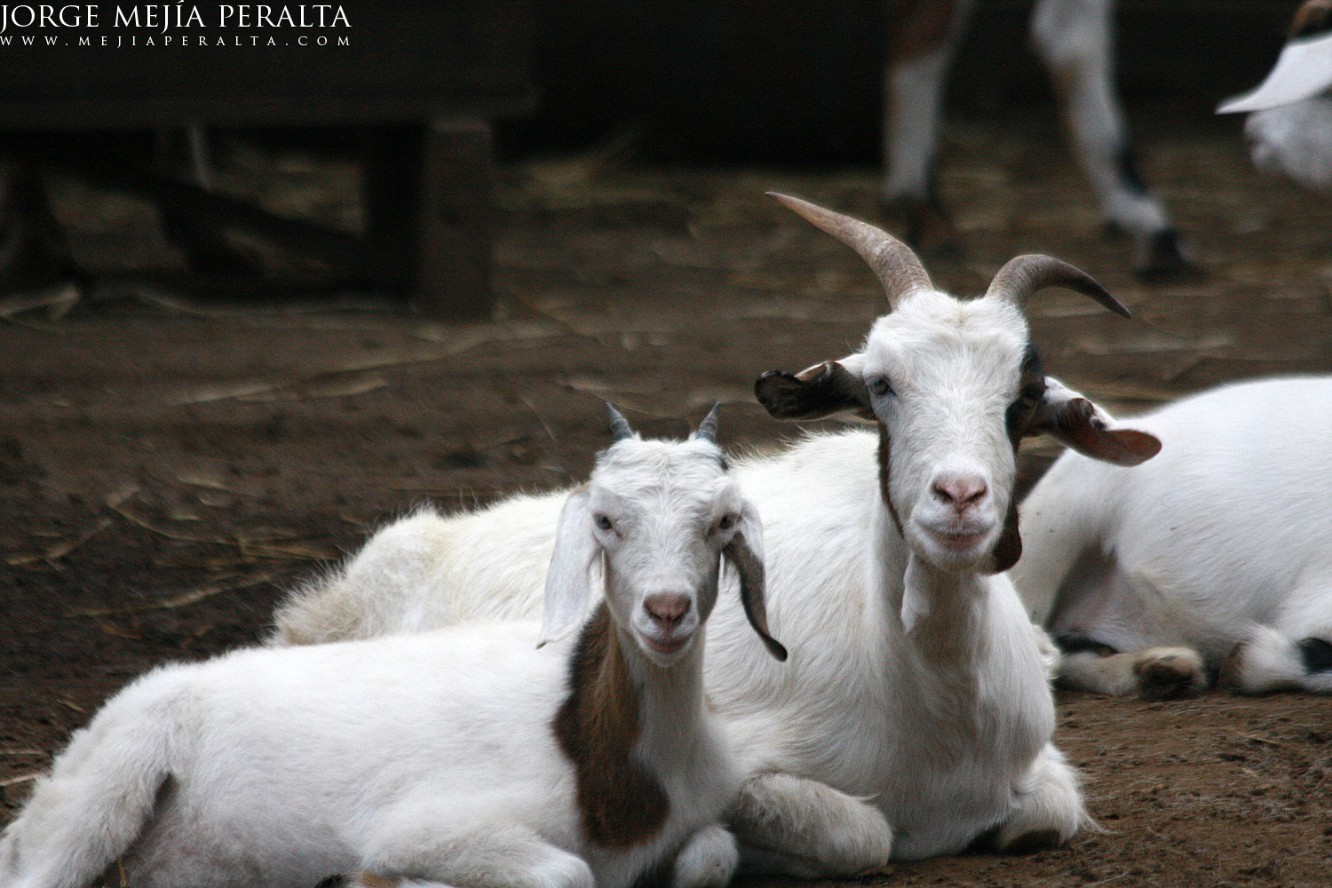 a group of goats sitting on the ground