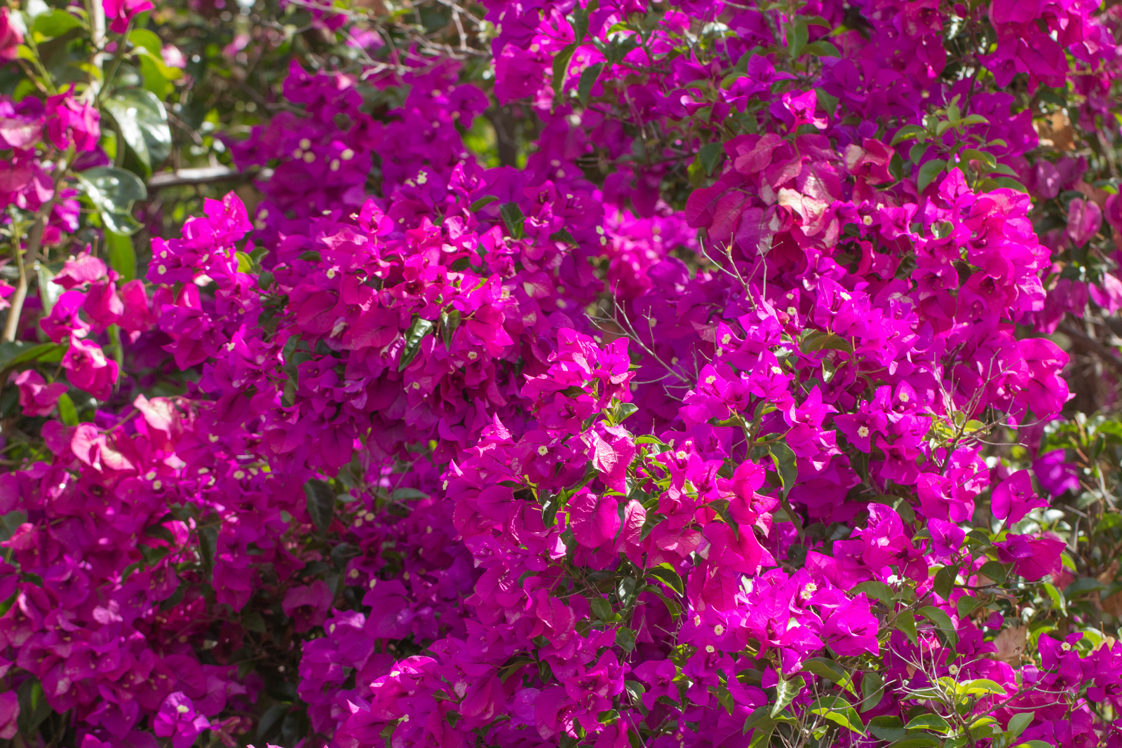 some bright purple flowers and green leaves are blooming