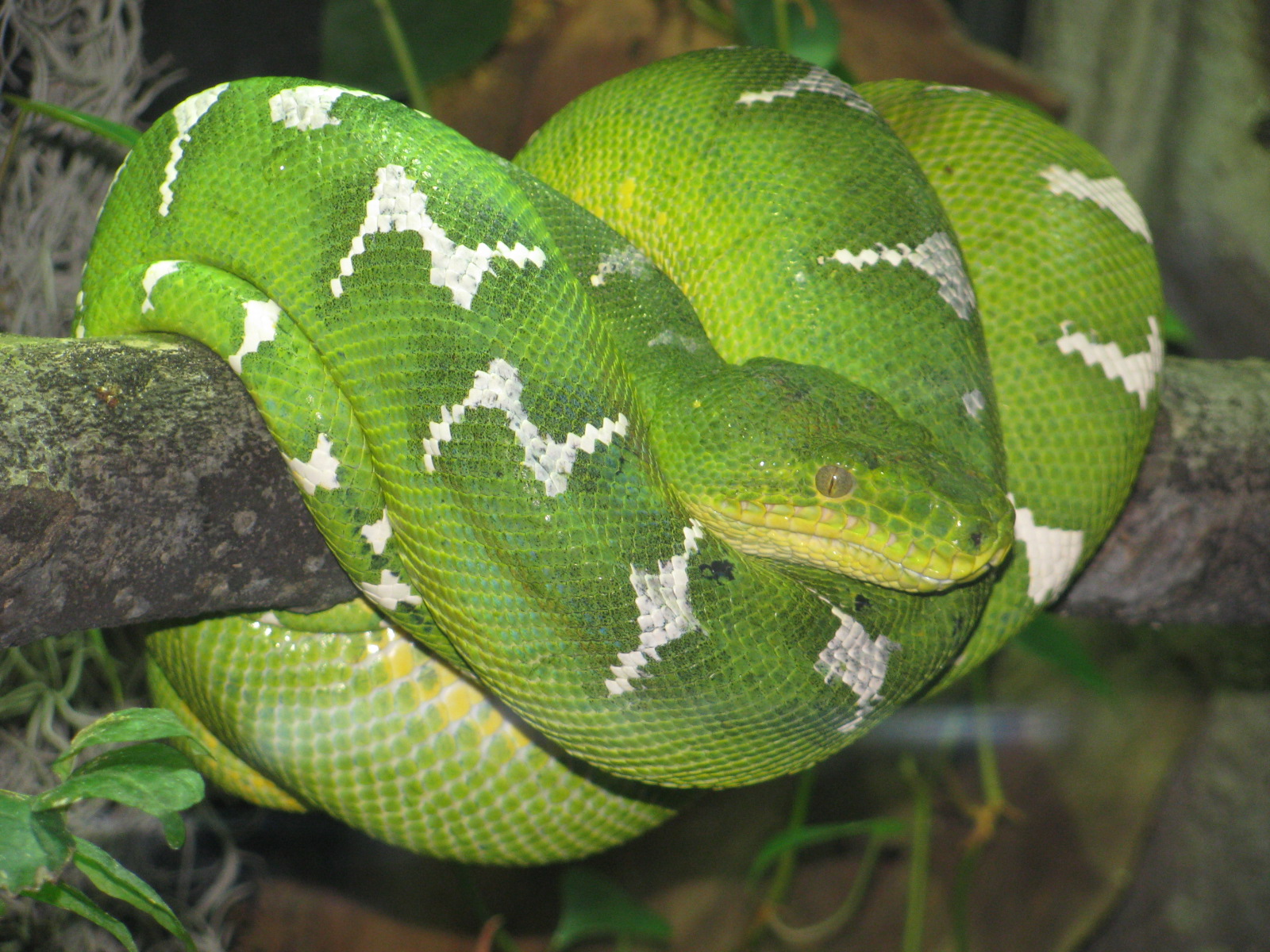 a green snake wrapped around a nch in the wild