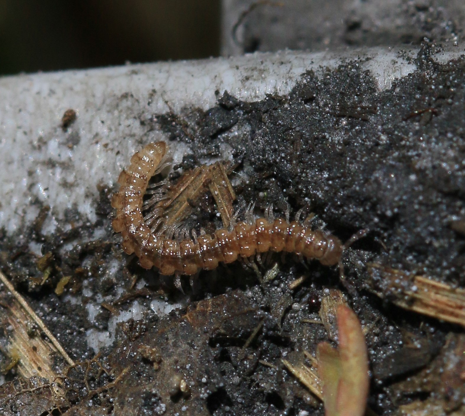 the caterpillar is standing on the concrete