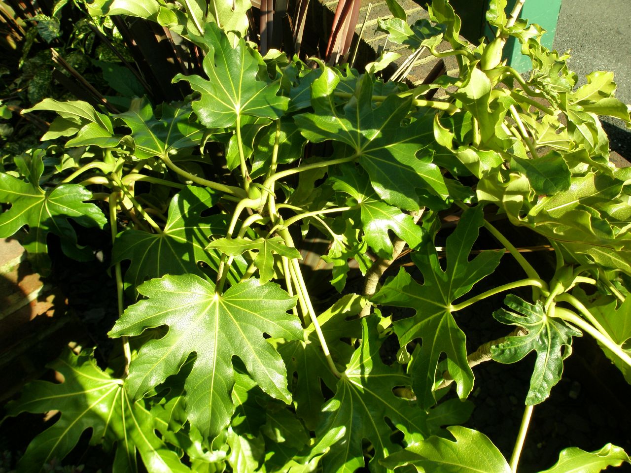 green plant in pot sitting on top of a bench