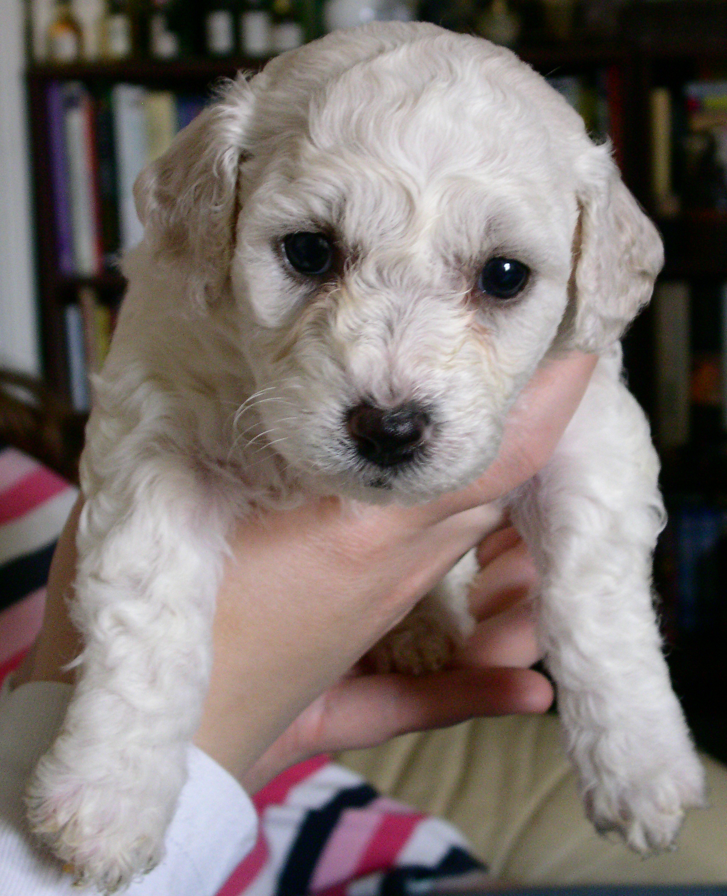 a woman holding a puppy in her arms