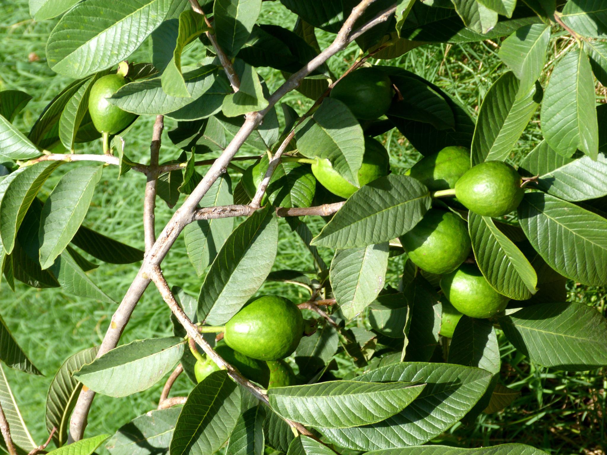 a cluster of green apples hang from a nch