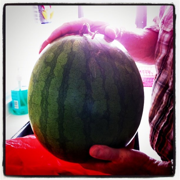 someone is  up the top half of a large watermelon