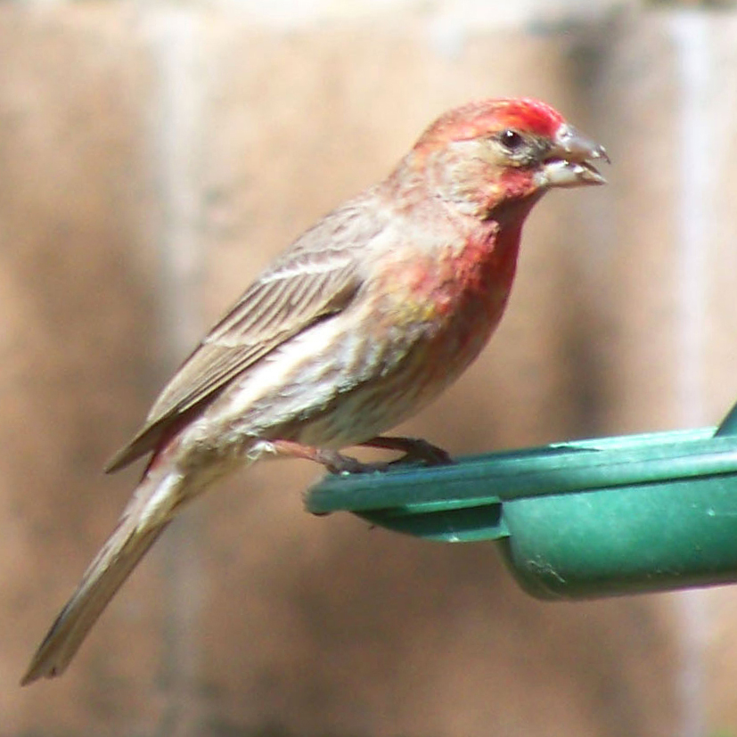 a close - up image of a bird sitting on the top of a bird feeder