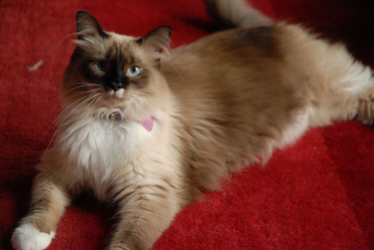 a himalayan cat sits on red carpet and looks forward