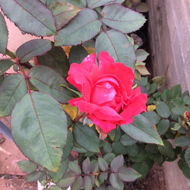 red rose with large green leaves in foreground