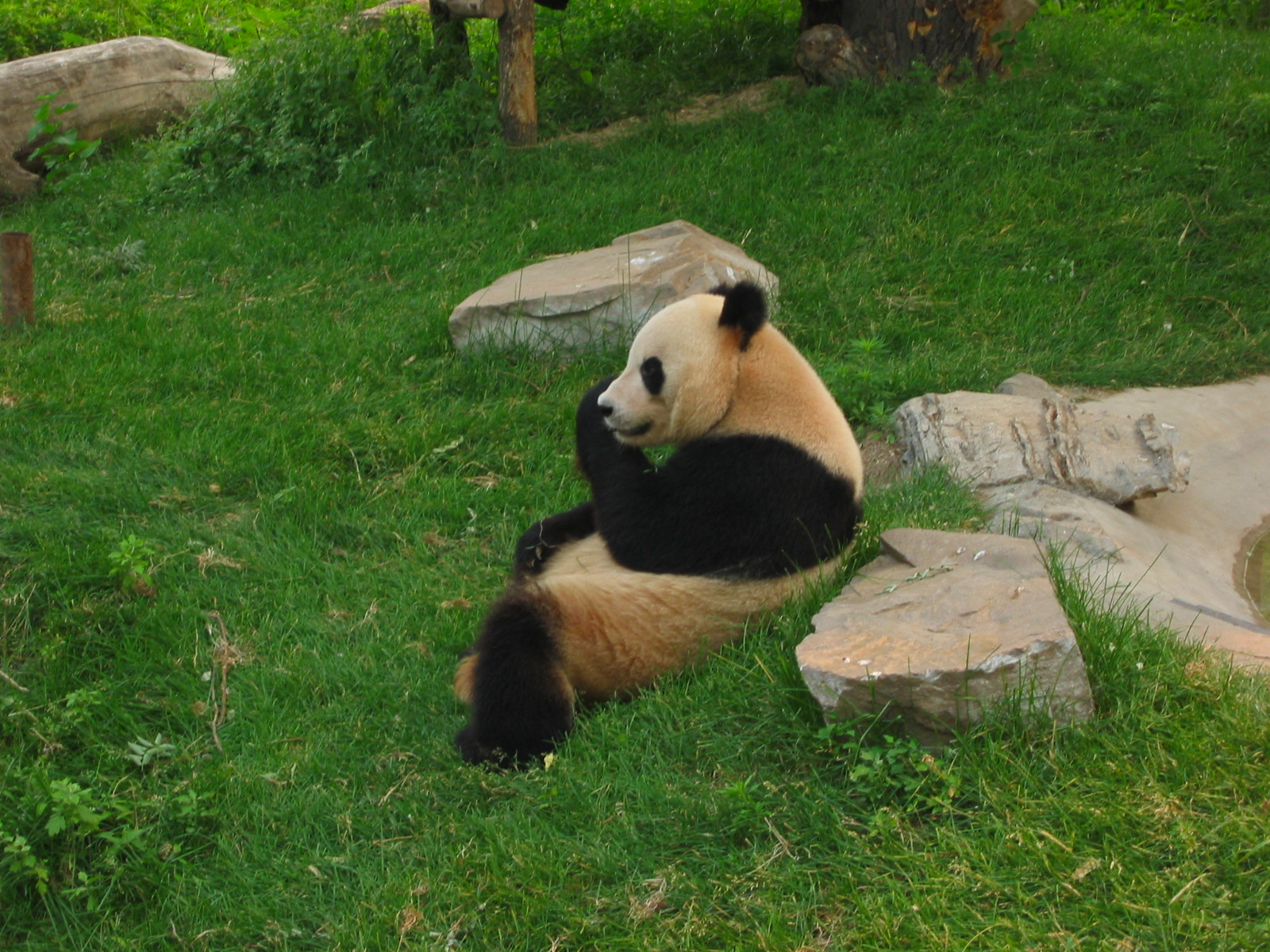 a panda bear sitting on top of a lush green field