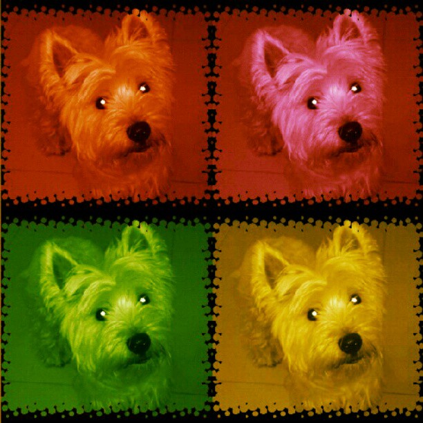 this po is called dog pictures it looks like it could look different with color added