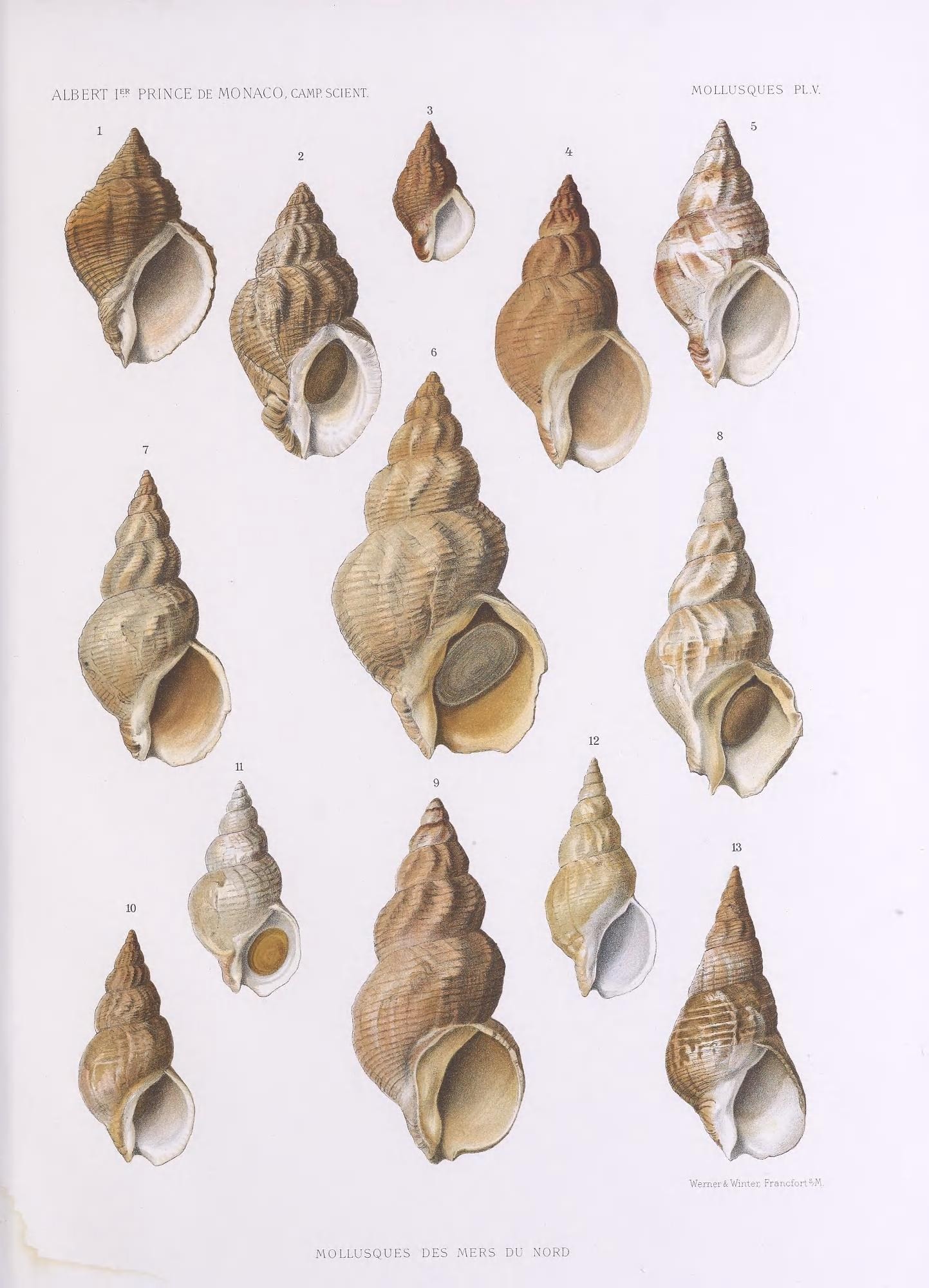 a number of shells on a white background