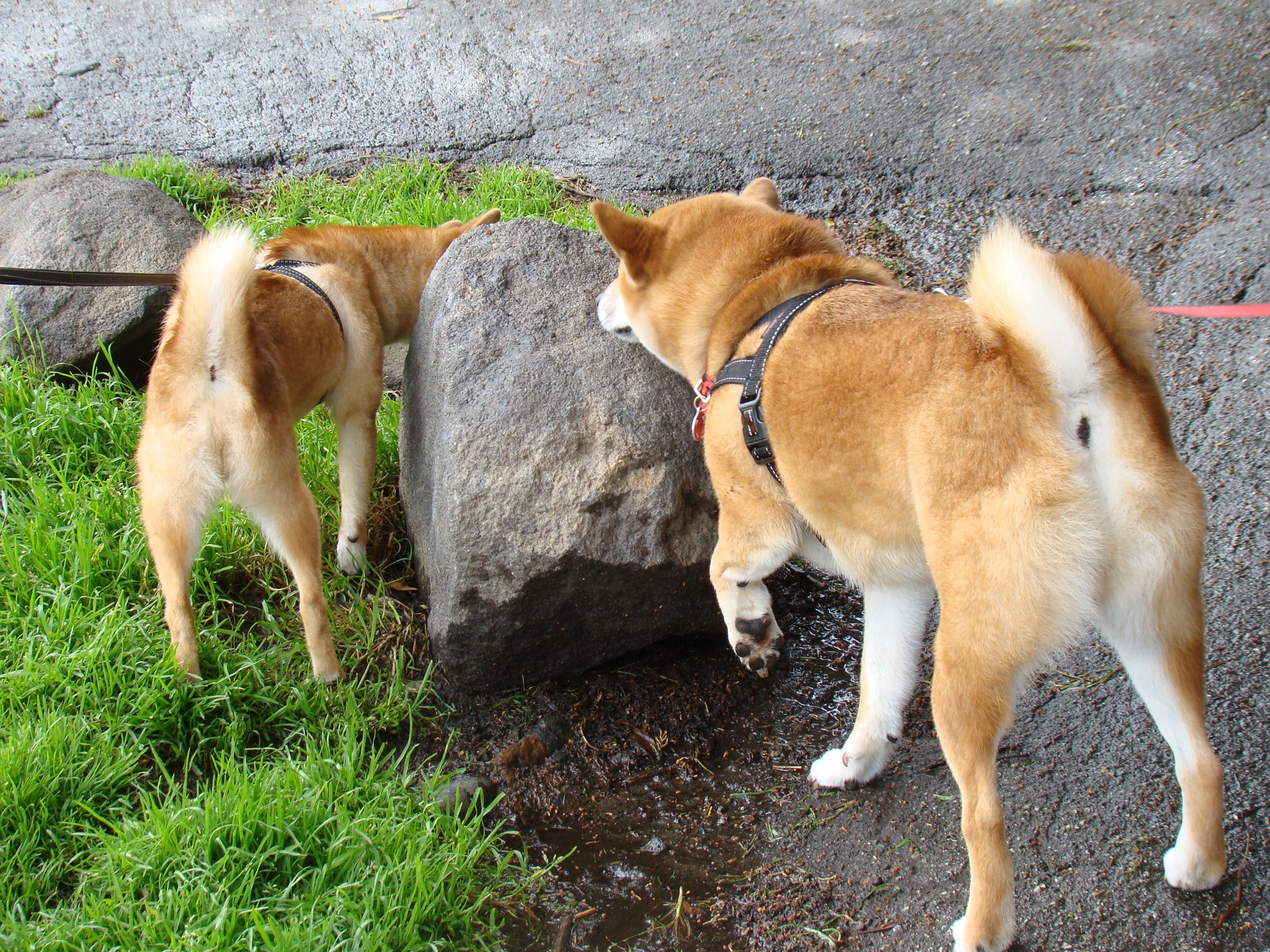 two dogs sniffing at soing behind a rock