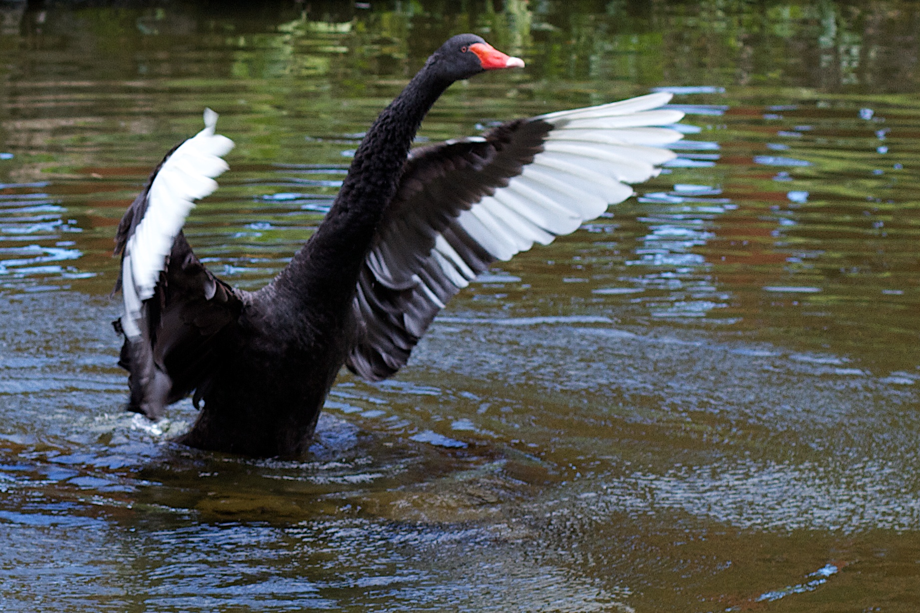 black swan with orange beak flaps out of the water