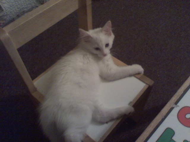 a white cat sitting on top of a wooden box on a chair