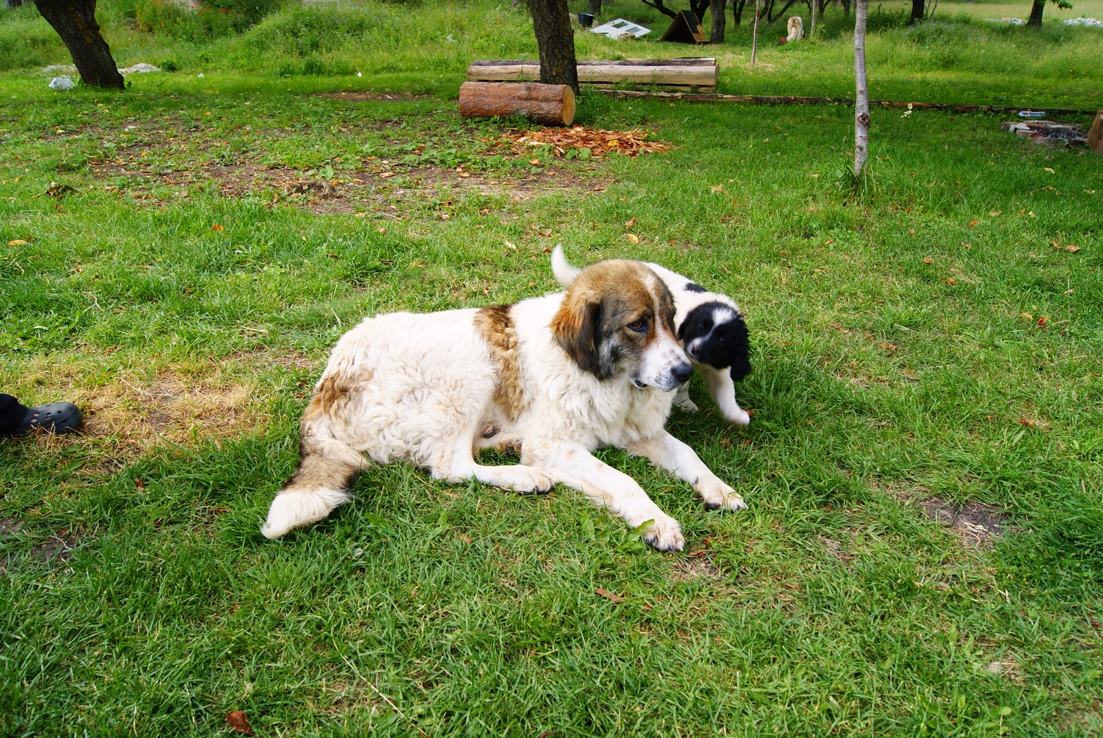 a gy, white and black dog laying on grass with its owner