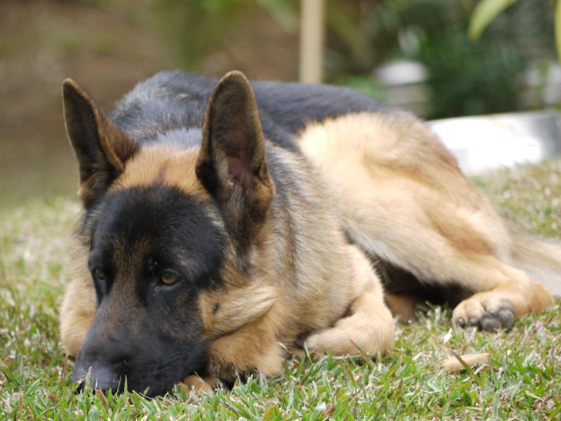 the german shepard dog is laying on the grass