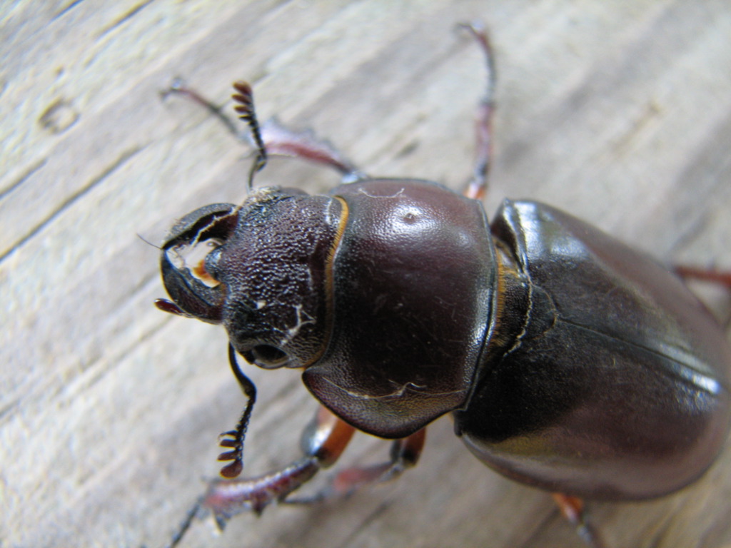 a close up po of a scarp beetle on a wooden floor