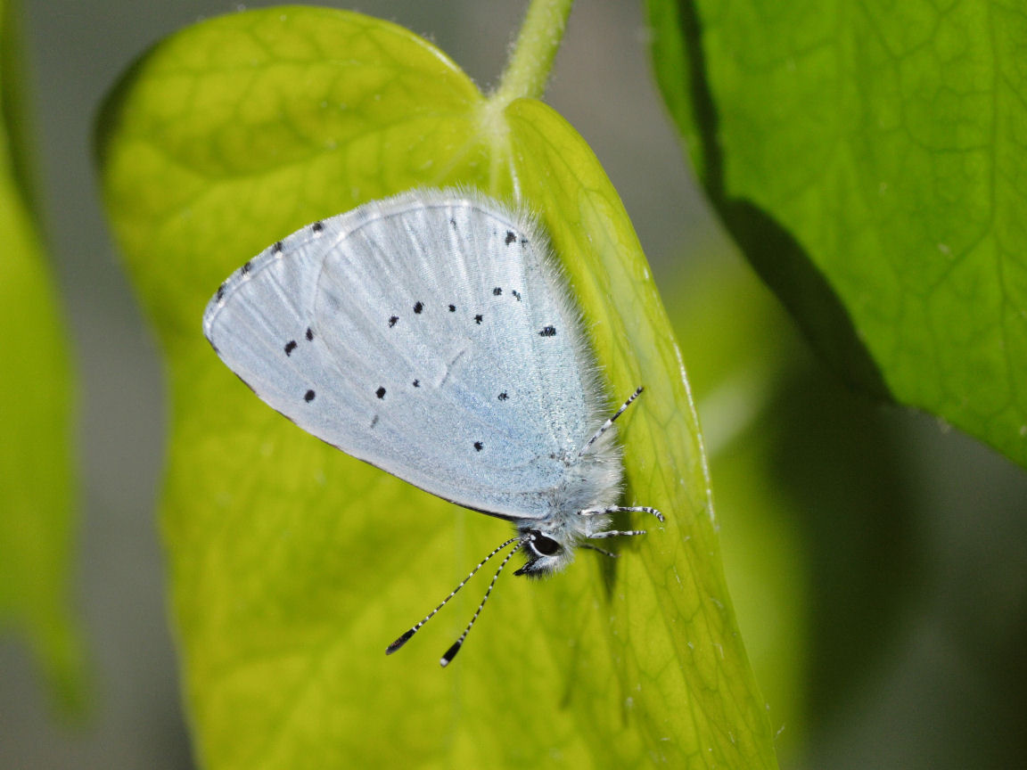 a small white erfly rests on a green leaf