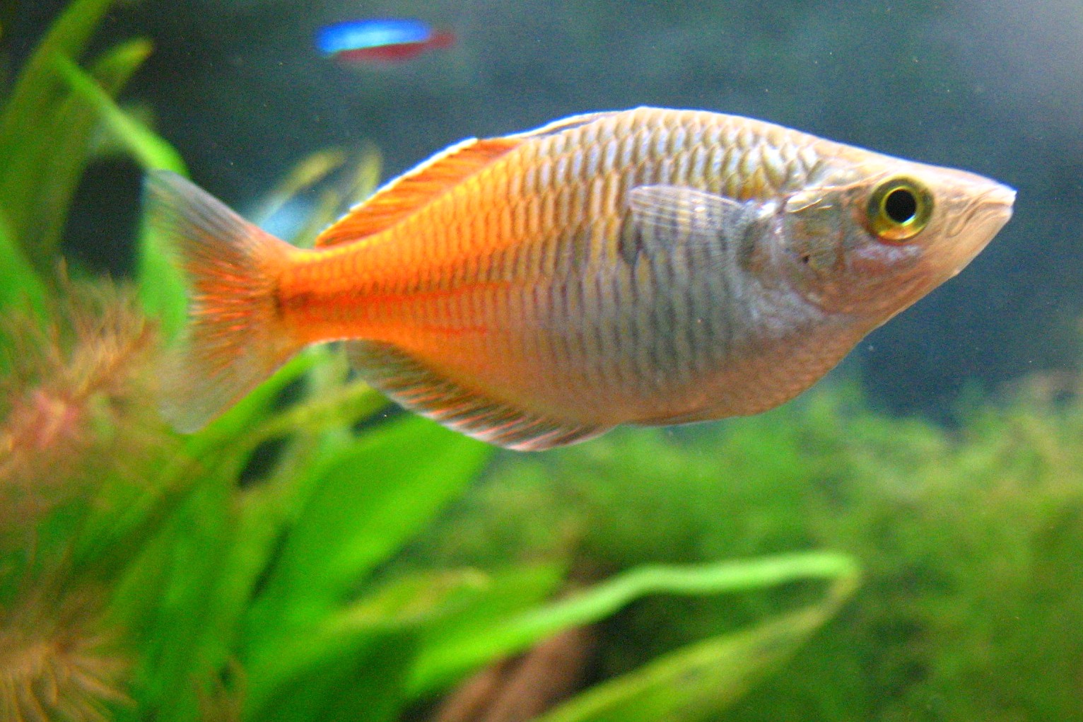 an orange and white fish swimming in a green aquarium