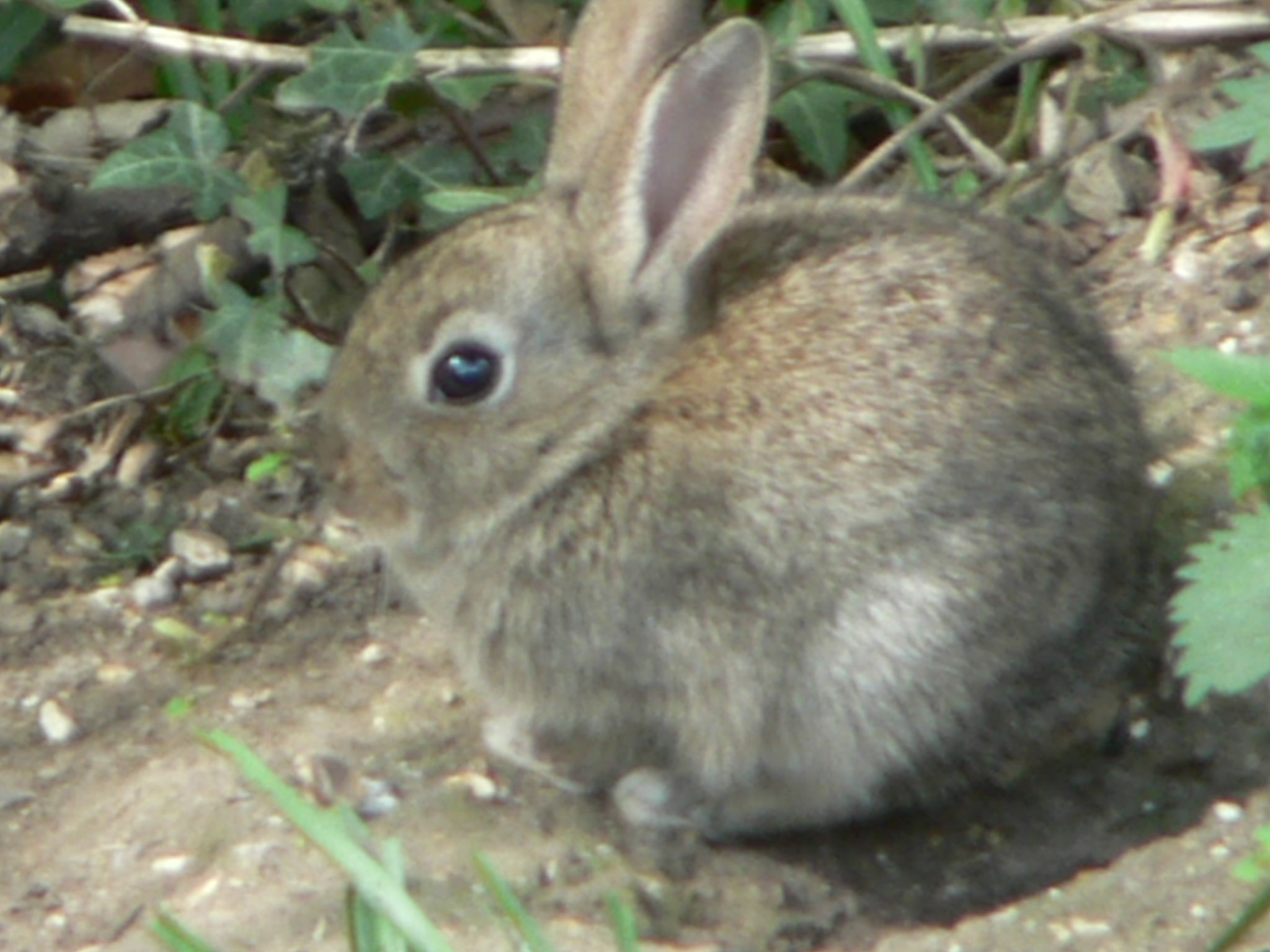a rabbit is sitting on some dirt by plants