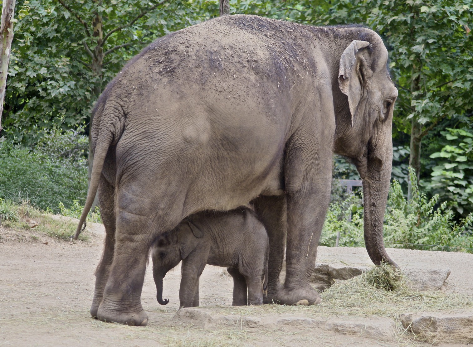 an elephant with her young standing on a dirt path
