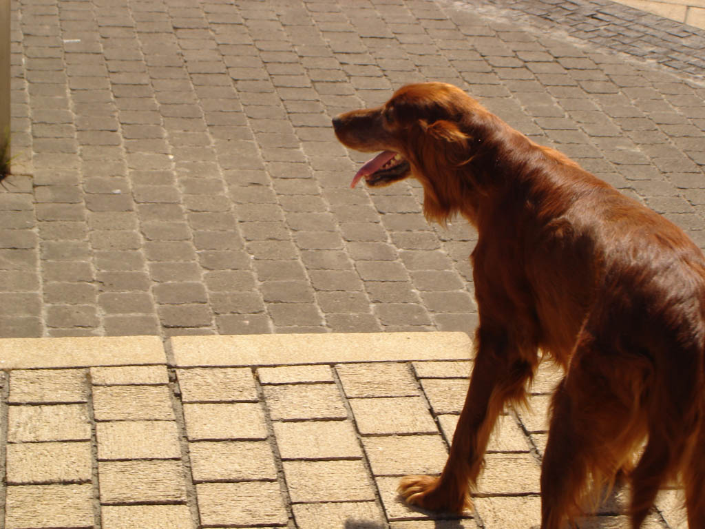 a large brown dog standing on top of a brick walkway